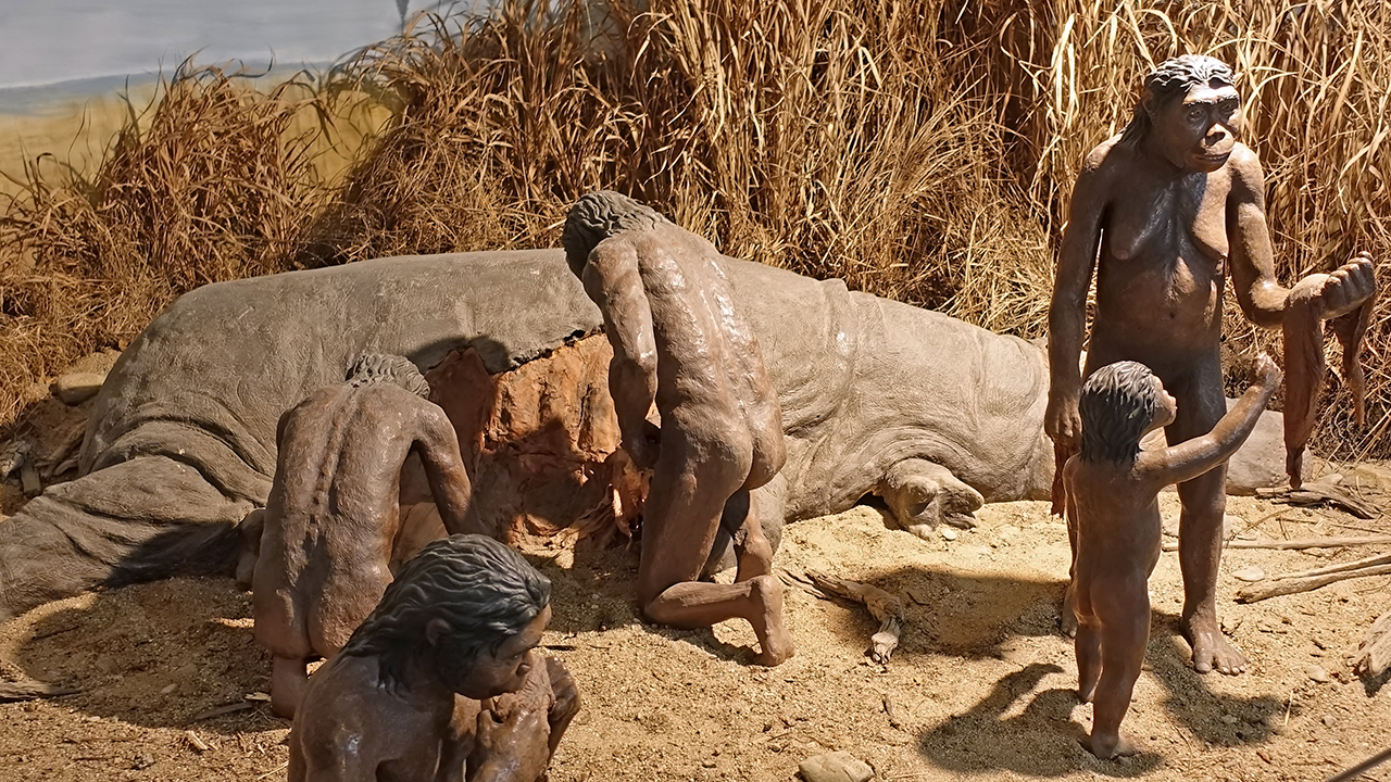 UNM anthropologist examines rare early human bones