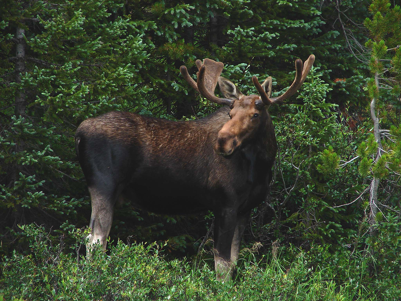 UNM anthropologist helps trace moose history and impacts wildlife planning
