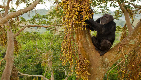 Kibale Chimp
