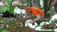 Too wet for frogs: La Niña disrupts tropical frog leaf litter communities