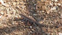 Scientists find short-term rainfall, not temperature, controls lizard microhabitat 