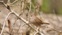 Mutational ‘Hot Spot’ leads to adaptation in high-altitude birds