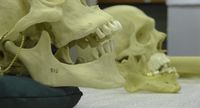 The dead still speak at UNM’s Human Osteology Lab