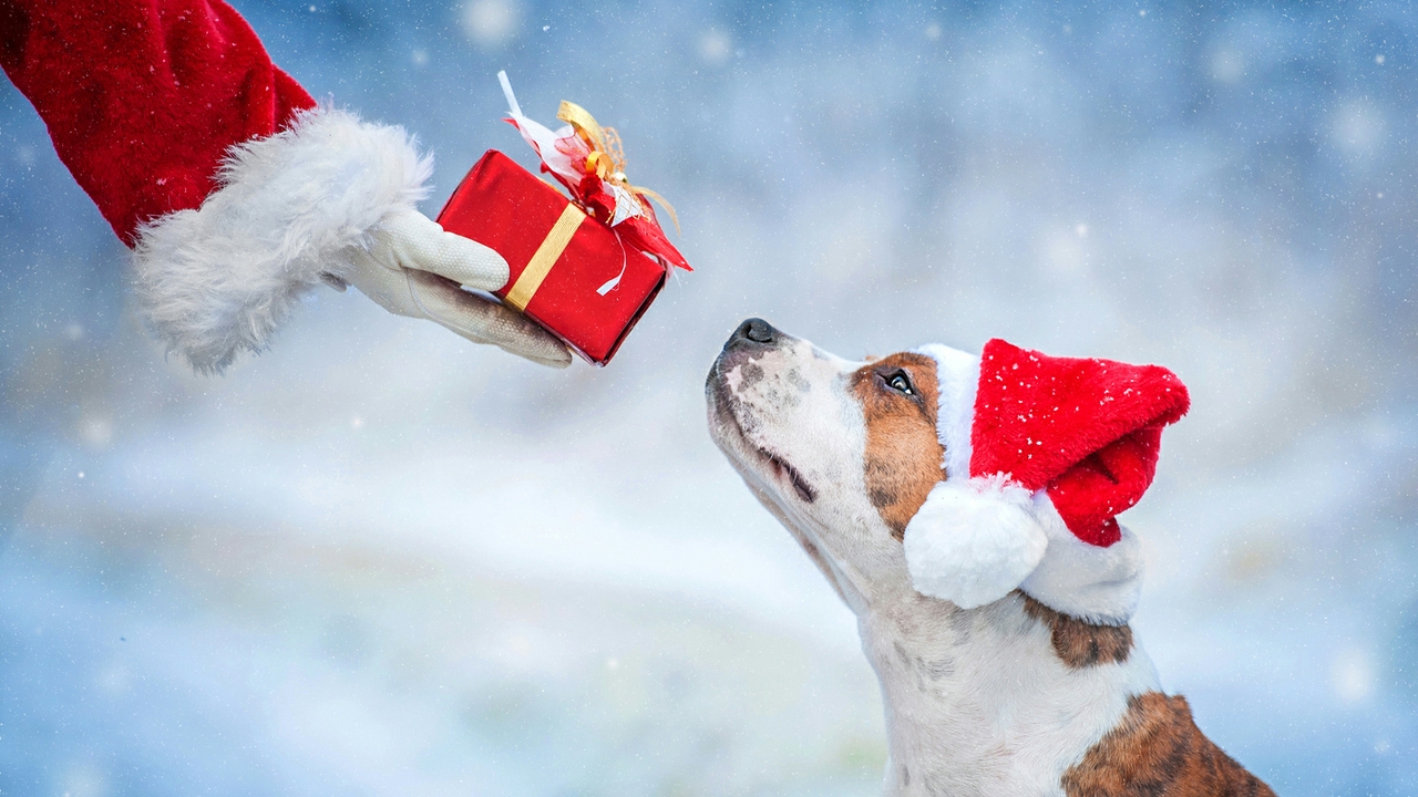 XmasDog