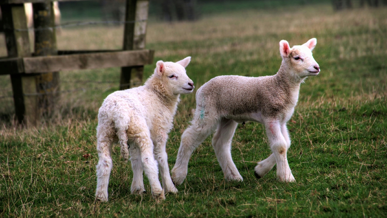 Lambs