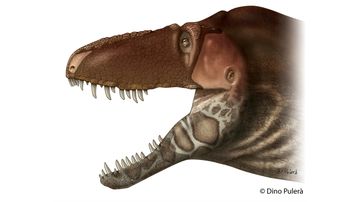 Tyrannosaurs show their sensitive side