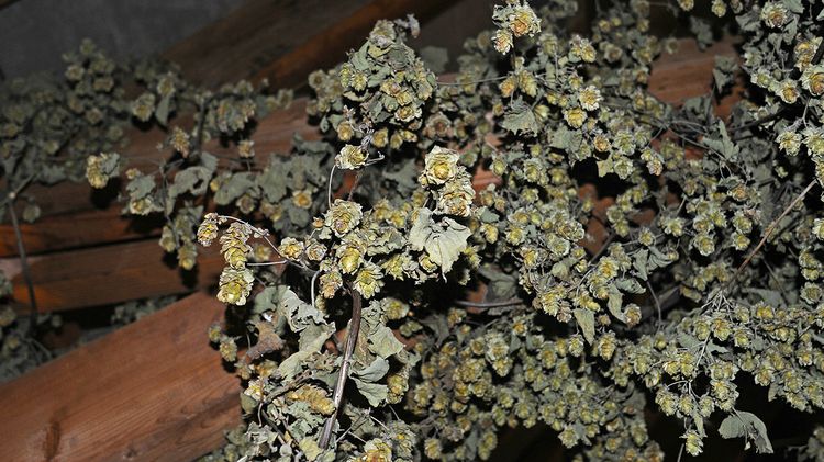 Belgian Hops