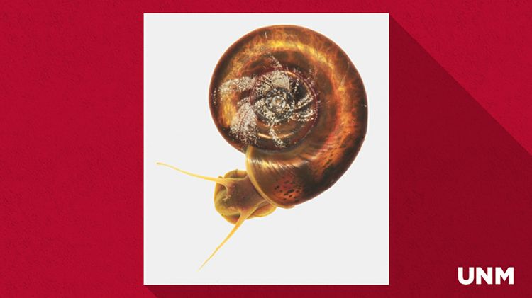 Ram's Horn snail