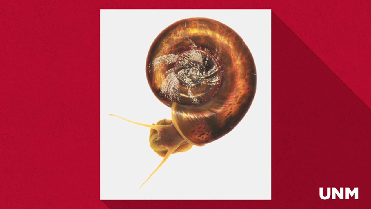 Ram's Horn snail