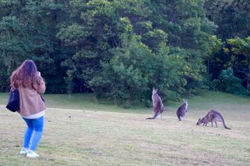 Kangaroos