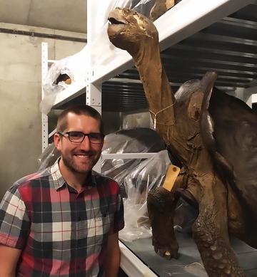 Gold Rush tortoises