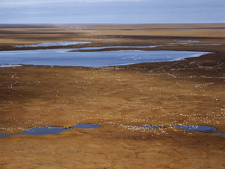 Snow Geese, Arctic National Wildlife Refuge