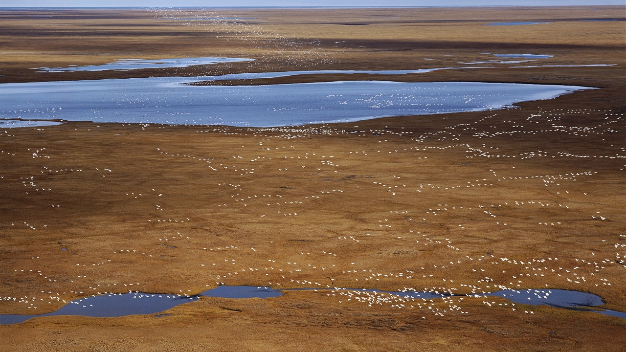 Snow Geese, Arctic National Wildlife Refuge