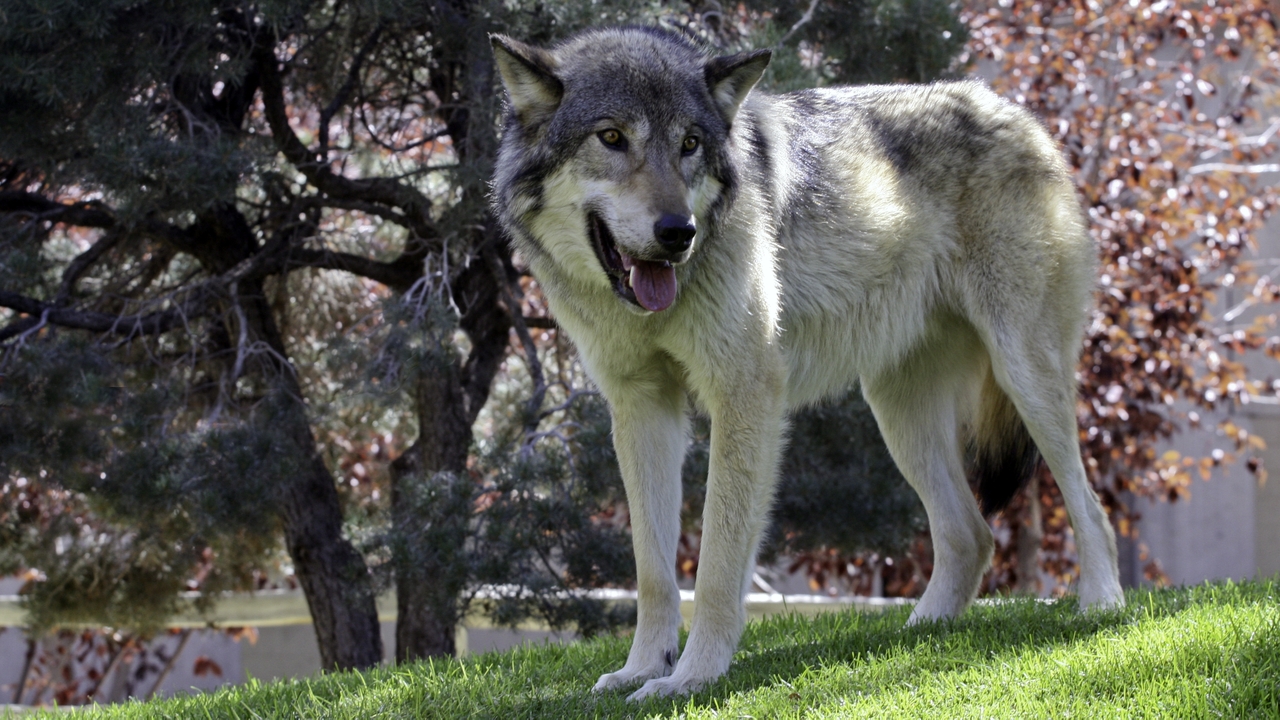 Wolf Fest 2018
