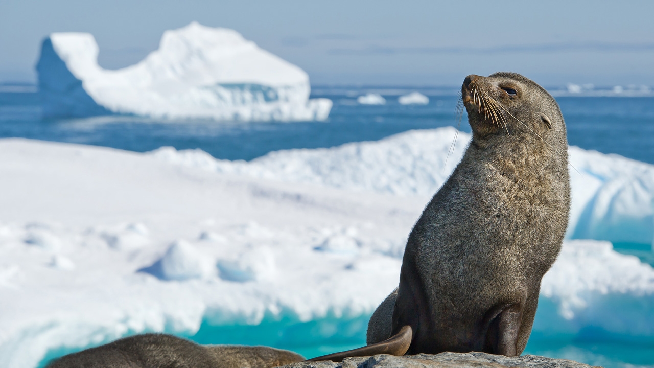 Wildlife Exploration Tours: How to Choose the Right One (Safaris, Cruises & More) 3 UNM researchers find warm-blooded marine mammals thrive in Polar Regions | UNM UCAM Newsroom