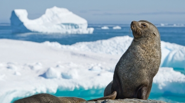 UNM researchers find warm-blooded marine mammals thrive in Polar Regions