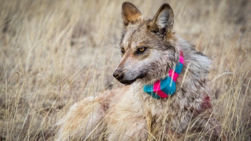 Museum to host lecture on Ernest Thompson: The Transformation of a Wolf Killer into a Wolf Protector