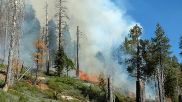 Scientists simulate forest and fire dynamics to understand area burn of future wildfires