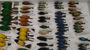 Museum of Southwestern Biology hosts The Science of Biodiversity
