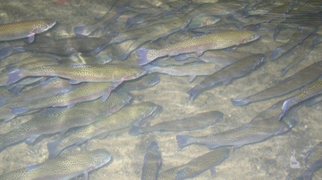 UNM scientists discover new antiviral roles for olfactory neurons in fish