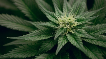 UNM researchers help create first Cannabis flower categorization system