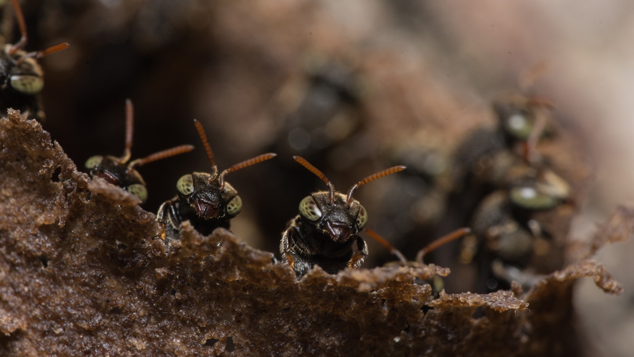 Ants - Terrestrial Tracker