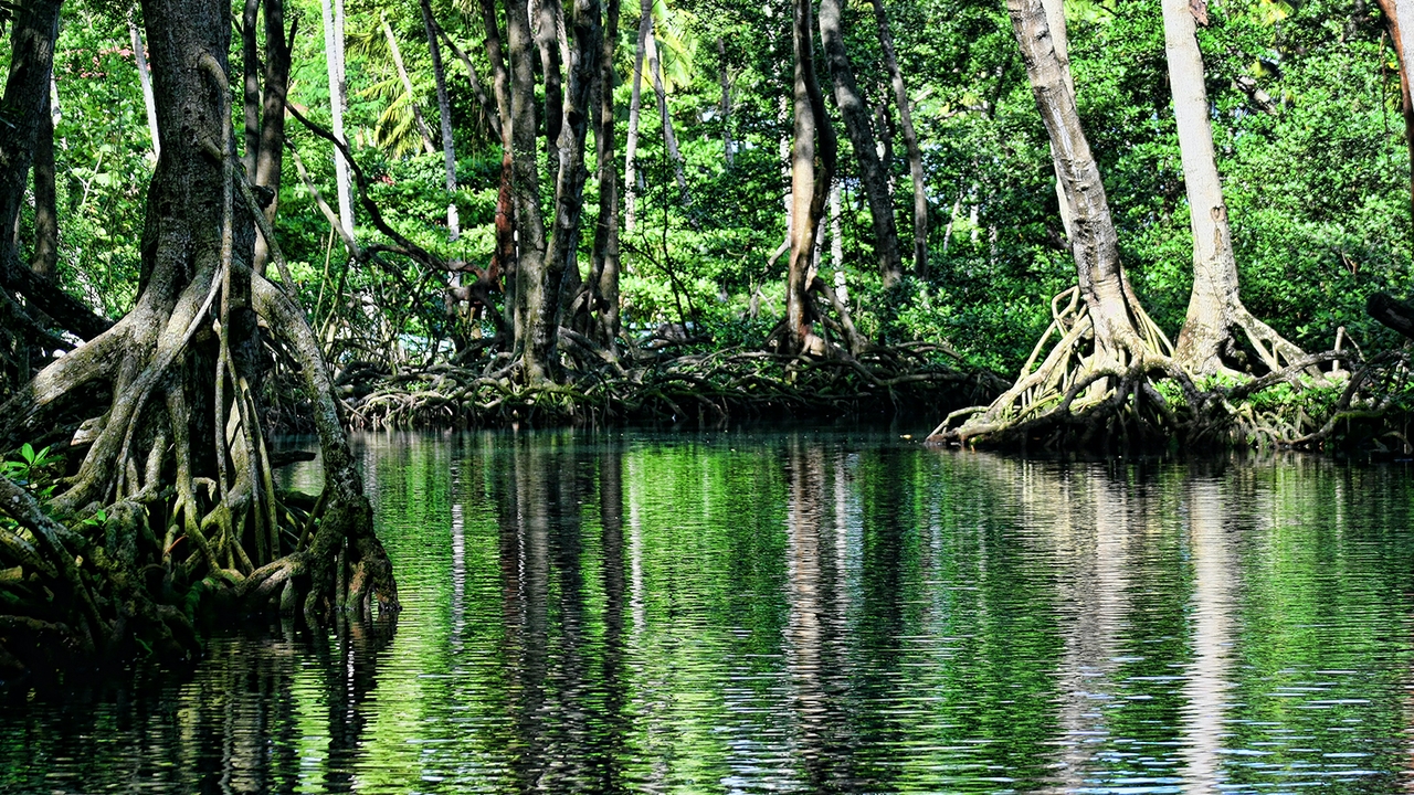 Estuarine-lagoon environment