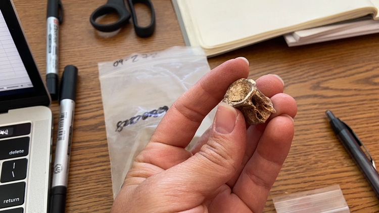 Fish bone sample