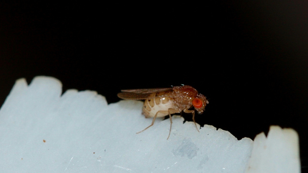 Drosophila research