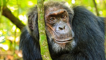 UNM team gets extended grant to study aging in chimps