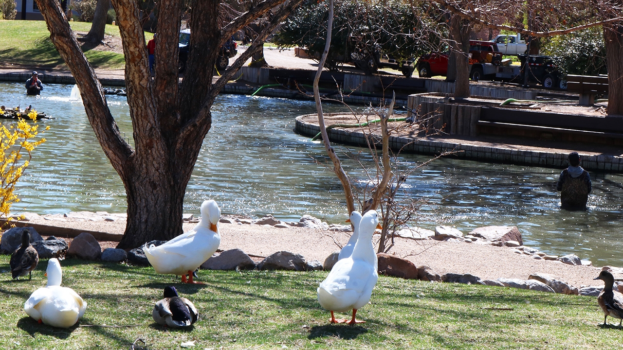 Ducks wait patiently 