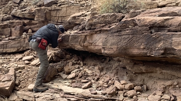 Geologists refine the timing of the Cambrian explosion and trilobite evolution in Grand Canyon