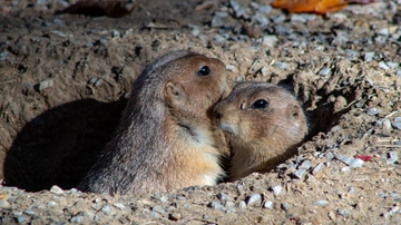 NSF grant to fund digitization of mammal collections at UNM's Museum of Southwestern Biology