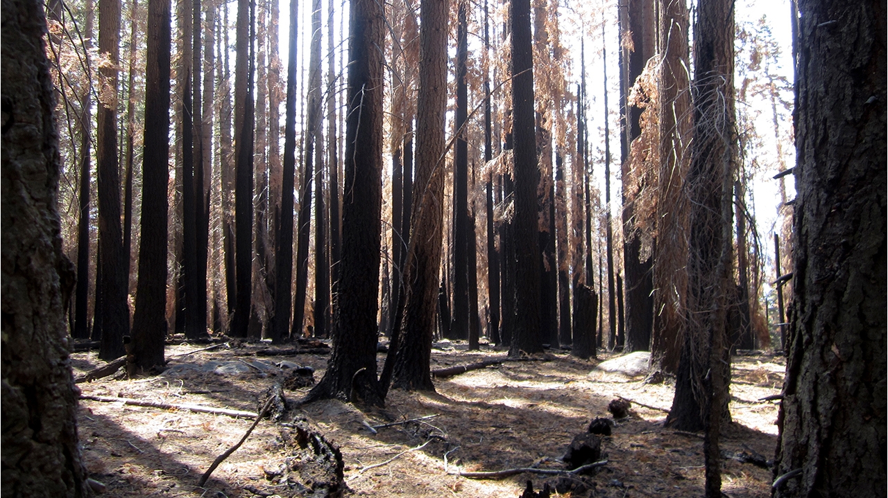 Dry Ridge Forest Experts advocate fire management to conserve seasonally dry forests ...