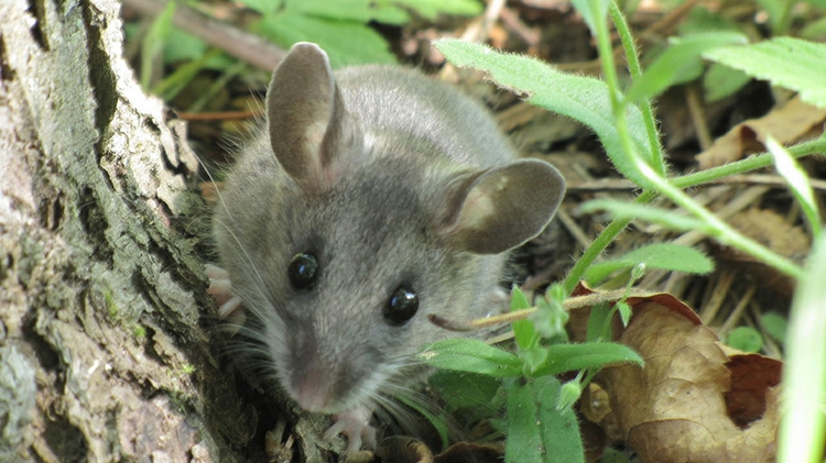 The hantavirus outbreak