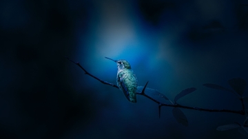 UNM professors examine how hummingbirds live in extreme climate