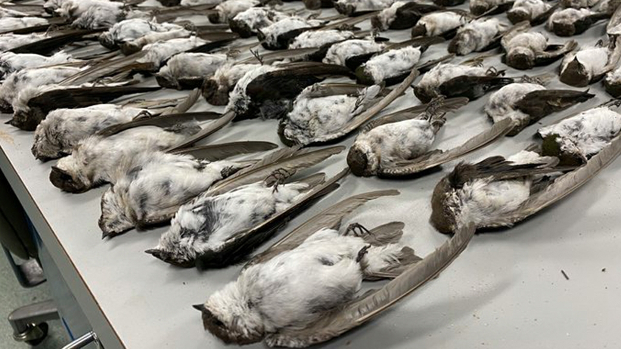 NM bird die-off