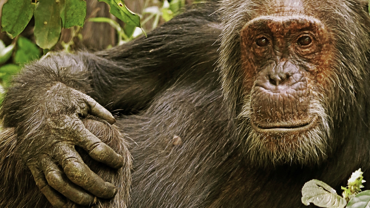 Chimps, humans and aging