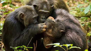Research shows aging chimps, like humans, value friendships