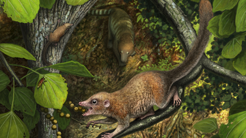 UNM researchers: Scientists describe earliest primate fossils