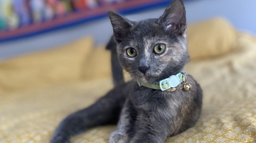 Happy Tails donation drive benefits Animal Humane 