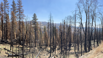 UNM scientists find climate-driven tree mortality and fuel aridity increase wildfire fuel availability