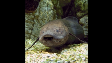 UNM research team finds lungfish cocoon is living tissue with antimicrobial functions