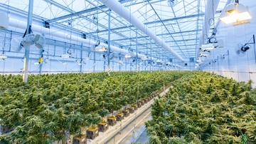 Recreational Cannabis legalization increases employment in counties with dispensaries