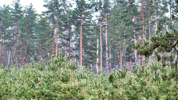 Reforestation efforts