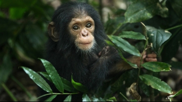 Early experiences shape aggression in young chimpanzees