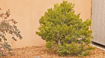New Mexico Arbor Day tree planting