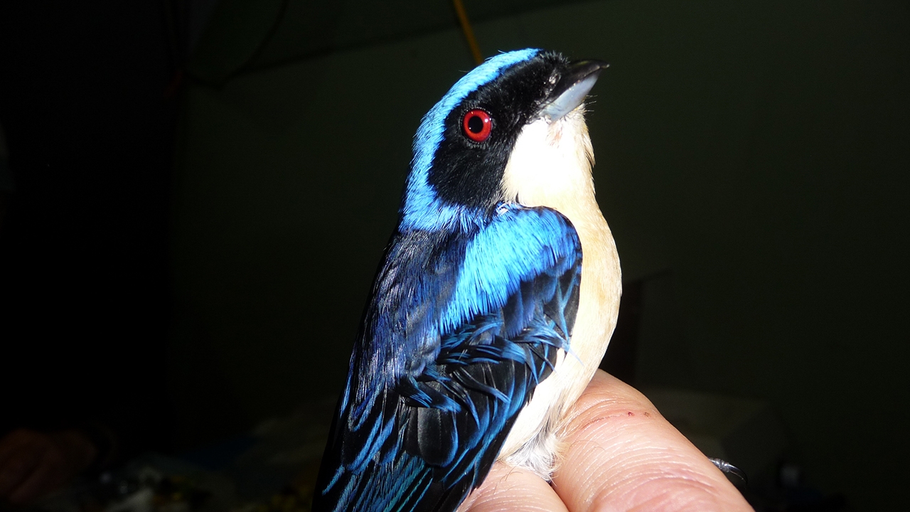 Fawn-breasted Tanager, 