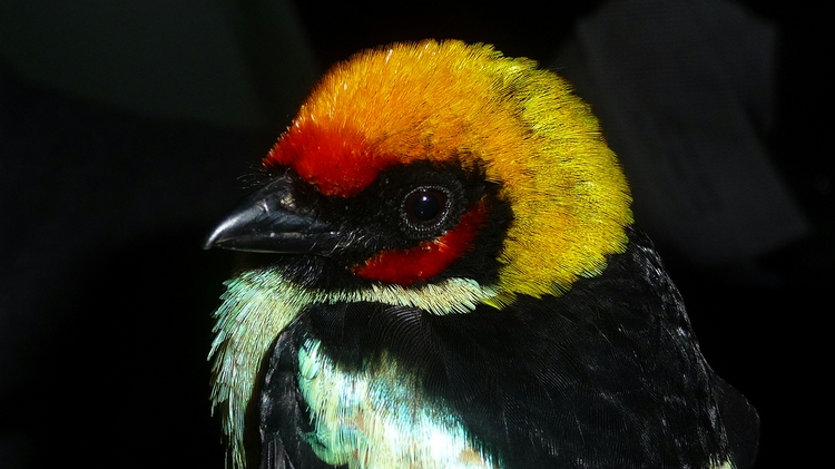 Flame-faced Tanager,