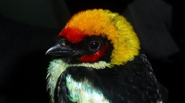 Why biodiversity changes from place to place